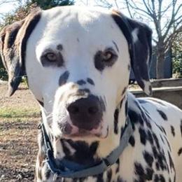 Luke - Dalmatian