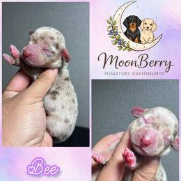 Bee-CKC - Dapple female Dachshund puppy in Tecumseh, Oklahoma from MoonBerry Miniature Dachshunds