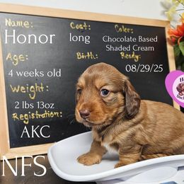 Honor - Cream female Dachshund puppy in Hoquiam, Washington from Heyd's Mini Dachshunds