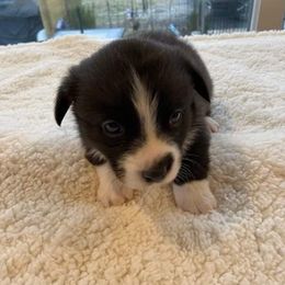 Pembroke Welsh Corgi Puppies from Annette Masly's Pembroke Welsh Corgis