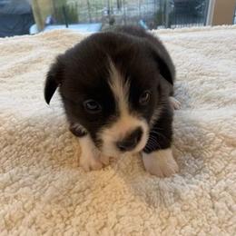 Pembroke Welsh Corgi Puppies from Annette Masly's Pembroke Welsh Corgis