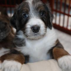 Australian Mountain Doodle, Australian Shepherd, Bernedoodle, Labradoodle, and Poodle Puppies from Island View Poodles & Doodles
