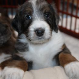 Australian Mountain Doodle, Australian Shepherd, Bernedoodle, Labradoodle, and Poodle Puppies from Island View Poodles & Doodles