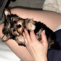 Lucy - Blue and gold female Yorkshire Terrier puppy in Cape Coral, Florida from Katherine’s Yorkies and Poodles
