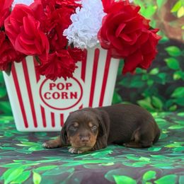 Sugar - Chocolate and tan female Dachshund puppy in Colbert, Oklahoma from Brooke Crenshaw