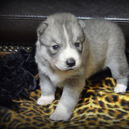 Shiba Inu and Siberian Husky Puppies from Mirage Siberians