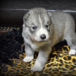 Shiba Inu and Siberian Husky Puppies from Mirage Siberians