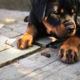 Rottweiler Puppies from Alpha Co. Rottweilers
