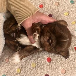 Milo - Liver male Shih Tzu puppy in Tennessee from Cutshall Babies