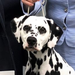 Dalmatian All Grown Up from Talmeades Dalmatians
