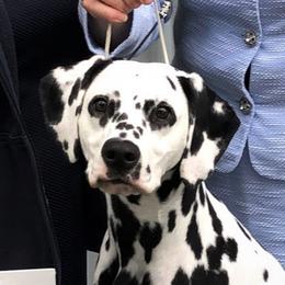 Dalmatian All Grown Up from Talmeades Dalmatians