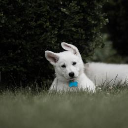 Berger Blanc Suisse Puppies from Fireside Fernweh Kennels