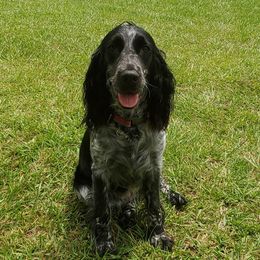 English Springer Spaniels from A&N Hobby Farm
