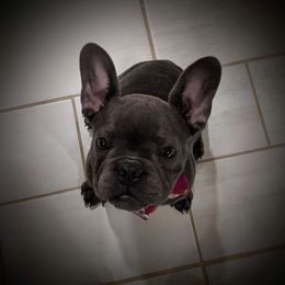 French Bulldog Puppies from Perfect Fit Frenchies