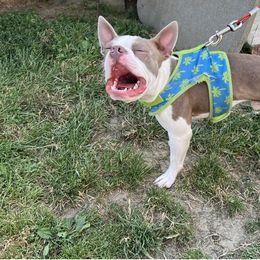 Boston Terrier and Chihuahua All Grown Up from Itty Bitty Boston & Chi Co, Veteran Owned