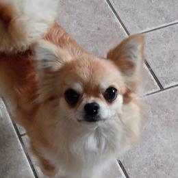 Foxy - Chihuahua