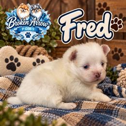 Fred - White male Pomeranian puppy in Sandia, Texas from Broken Arrow Poms