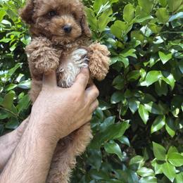 Pekingese, Poodle, and Shih Tzu Puppies from Happy puppies