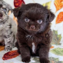 Christopher Robin - Chocolate and white male Chihuahua puppy in West New York, New Jersey from Pixie’s Magical Puppies