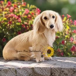 Maggie - Dachshund