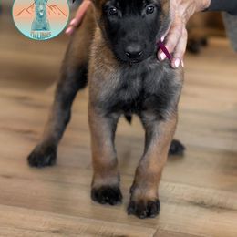 Maroon Collar - Fawn Belgian Malinois puppy in Fredonia, Arizona from Zion Malinois