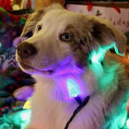 Australian Shepherd All Grown Up from Flowertown Aussies