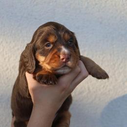 Coral - Liver and tan female English Cocker Spaniel puppy in New Mexico from HighBrassGunDogs