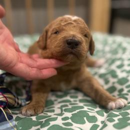 Greg - Red  male Goldendoodle puppy in Camden, North Carolina from Oopsie Doodles of NC