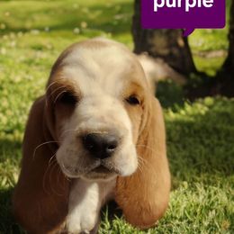 Purple - Lemon and white male Basset Hound puppy in Lucerne Valley, California from Seussorie of Puddle Pups