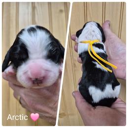 Arctic - Black white and tan female English Springer Spaniel puppy in Freeland, Michigan from McNally's Springer Spaniels