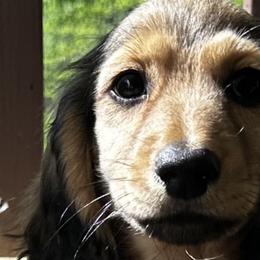 Dachshunds from Hallowed Ground Dachshunds
