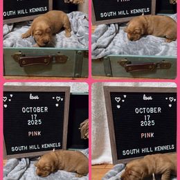 Pink - Dark golden female Golden Retriever puppy in Middleburg, Pennsylvania from South Hill Golden Retrievers