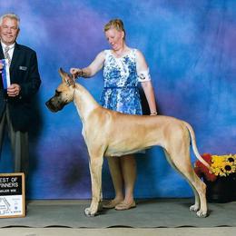 Tess - Great Dane