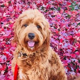 Goldendoodles from Riverbend Mini and Standard Goldendoodles