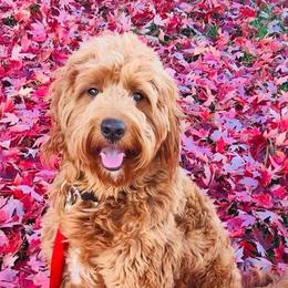 Goldendoodles from Riverbend Mini and Standard Goldendoodles