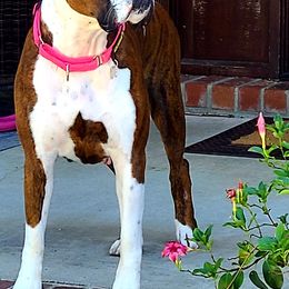 Boxers from Forever Changed Euro Boxers