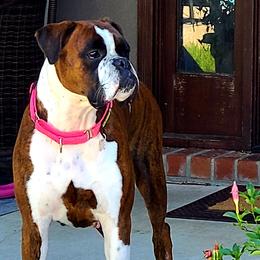 Boxers from Forever Changed Euro Boxers