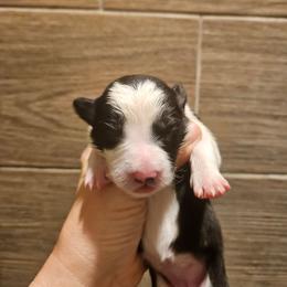 Girl 3 - Black and white female Border Collie puppy in Caledonia, Michigan from Magnolia Acres