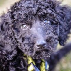 Goldendoodles and Poodles from Body n Soul Poodles and Doodles