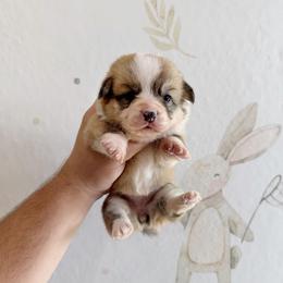 Charlotte - Fawn female Pembroke Welsh Corgi puppy in Inverness, Florida from Canaan Farm Corgis
