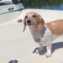 Ella - Dachshund