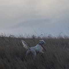 English Setter Puppies from Steens Mountain Setters