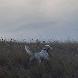 English Setter Puppies from Steens Mountain Setters