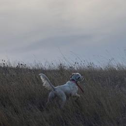 English Setter Puppies from Steens Mountain Setters