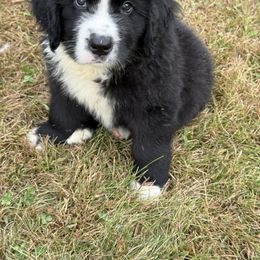 Axel - White and black male Newfoundland puppy in Goodhue, Minnesota from Claypits Newfoundlands