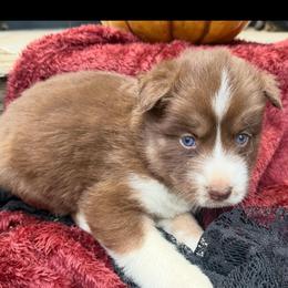 Gizmo - Red and white male Siberian Husky puppy in Ravena, New York from Osiris’s Siberians & Pomskies