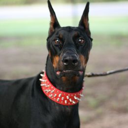 Gryffin - Black and rust male Doberman Pinscher puppy in Poolville, Texas from Tx Pups
