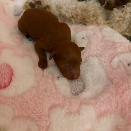 Audrey - Red  female Goldendoodle puppy in Lillington, North Carolina from Peace, Love, and Puppies at the Creek