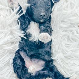 Oreo - Black female Poodle puppy in from Pink Poodles and Doodles
