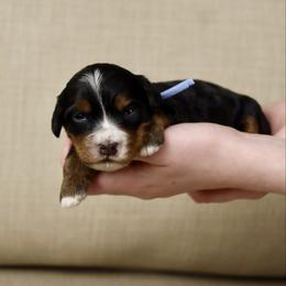 Spin - Tri-color male Bernedoodle puppy in Murray, Utah from Sun Valley Doodles